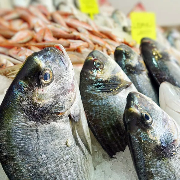 Oświetlenie ryby i owoce morza